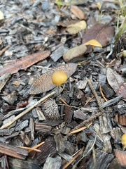 Galerina badipes