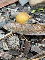 Galerina badipes