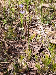 Thelymitra arenaria