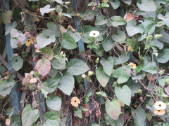 Thunbergia