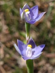 Thelymitra arenaria