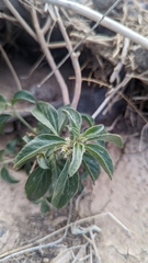 Ditaxis serrata