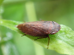 Aphrodini