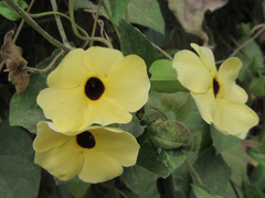 Thunbergia