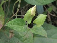 Thunbergia