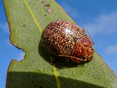 Paropsis lownei