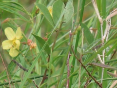 Chamaecrista mimosoides