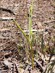 Thelymitra peniculata