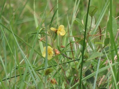 Chamaecrista mimosoides