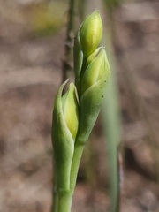 Thelymitra peniculata