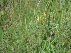 Chamaecrista mimosoides
