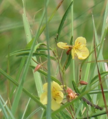 Chamaecrista mimosoides