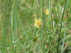Chamaecrista mimosoides