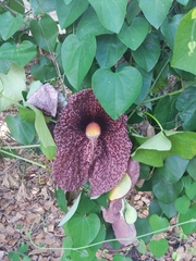 Aristolochia gigantea