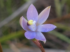 Thelymitra exigua