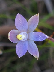 Thelymitra exigua