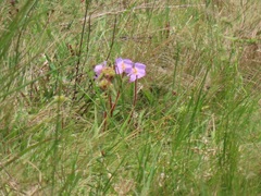 Argyrella phaeotricha