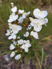 Libertia chilensis
