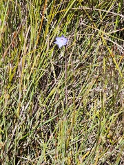 Thelymitra spadicea