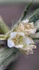 Ditaxis serrata