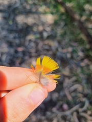 Trichoglossus moluccanus