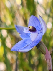 Thelymitra spadicea