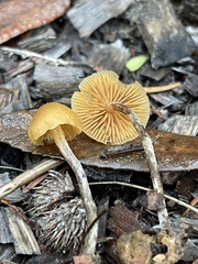 Galerina badipes