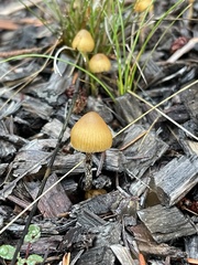 Galerina badipes