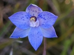 Thelymitra spadicea