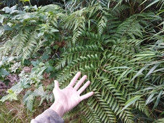 Lophosoria quadripinnata