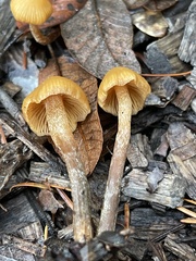 Galerina badipes