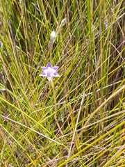 Thelymitra viridis