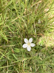 Wahlenbergia albomarginata