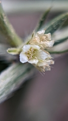 Ditaxis serrata