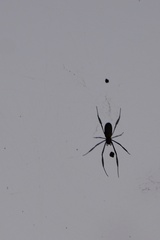Trichonephila fenestrata