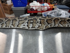 Python bivittatus
