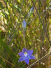 Thelymitra viridis