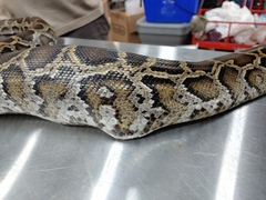 Python bivittatus