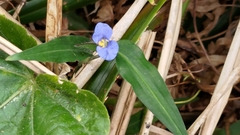 Commelina auriculata