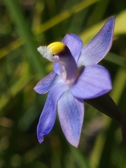 Thelymitra holmesii
