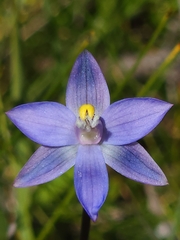Thelymitra holmesii