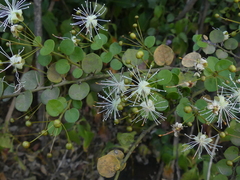 Capparis rotundifolia
