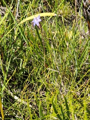 Thelymitra holmesii