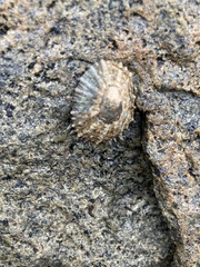 Cellana ornata