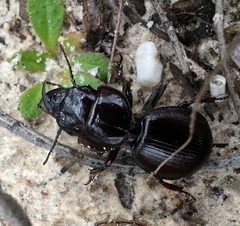 Scaraphites hirtipes