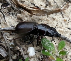 Scaraphites hirtipes