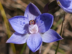 Thelymitra simulata