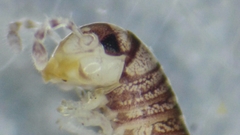 Cylindroiulus truncorum