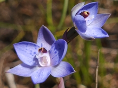 Thelymitra simulata