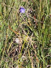 Thelymitra erosa